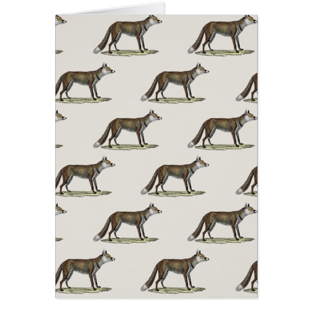 Foxes (Front)