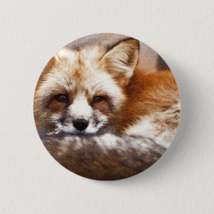 Foxes 2 Inch Round Button