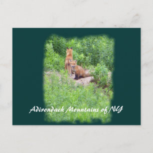 Foxes, Adirondack Mountains of NY Postcard