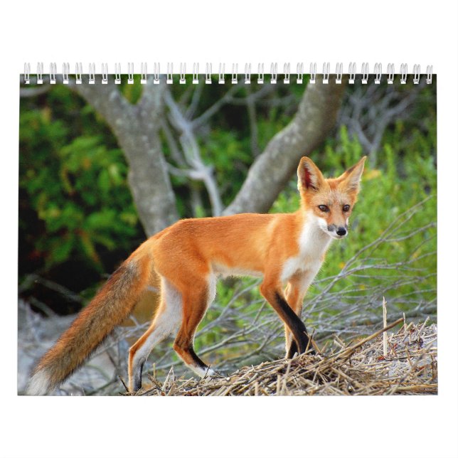 Foxes of Brigantine Beach Photo Calendar (Cover)