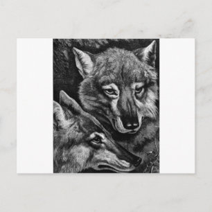 Foxes / Wolves / Coyotes ? Postcard