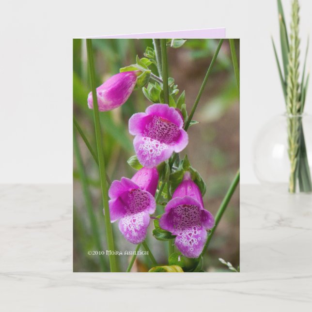 Foxglove Card (Front)