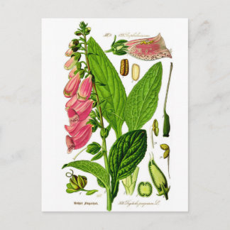 Foxglove (Digitalis purpurea) Botany Illustration Postcard