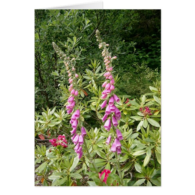 Foxglove et Rhodies (Devant)
