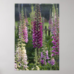 Foxglove fleurs ... affiche