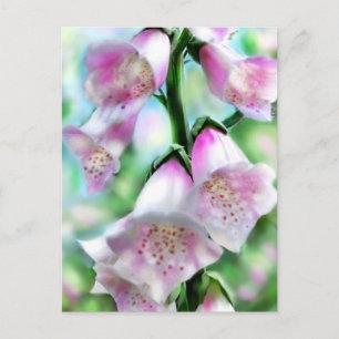 Foxglove Flowers Flower Floral Pink Purple Green Postcard