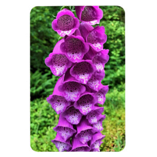 Foxglove Flowers, Oregon Magnet