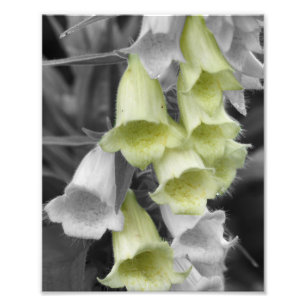 Foxglove Flowers Partial Color 8x10 Photo Print