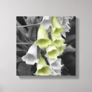 Foxglove Flowers Partial Colour Canvas Print
