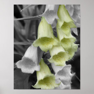 Foxglove Flowers Partial Colour Poster