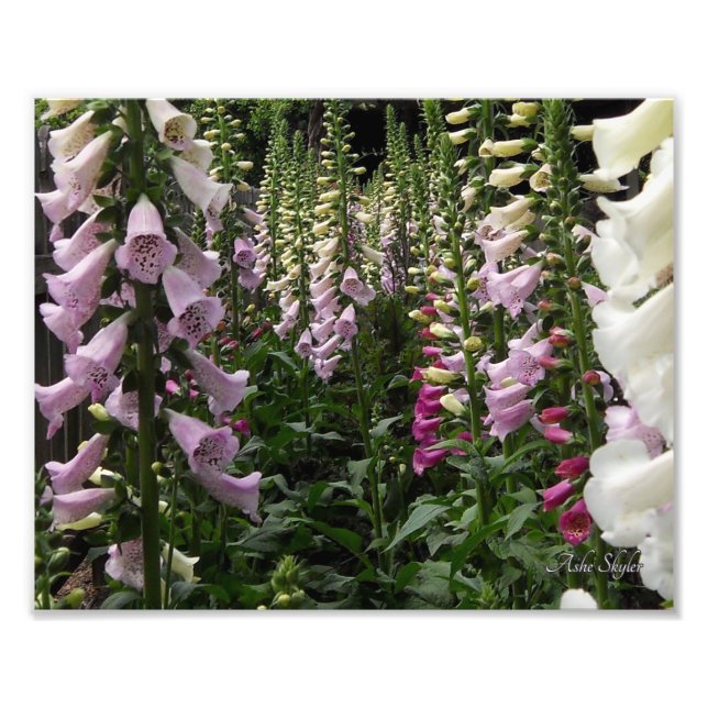 Foxglove Garden Photo Print (Front)