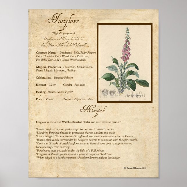FOXGLOVE MAGICK HERB POSTER (Front)
