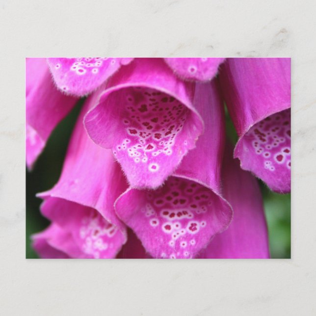 Foxglove Plant Postcard (Front)