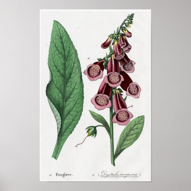 Foxglove Poster (Front)