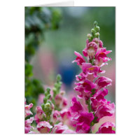 Foxglove rose vif Joli Fleurs