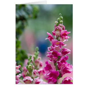 Foxglove rose vif Joli Fleurs