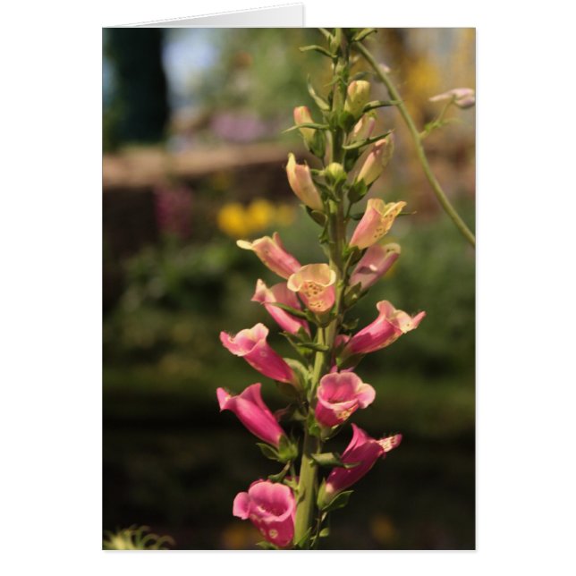 foxgloves (Front)