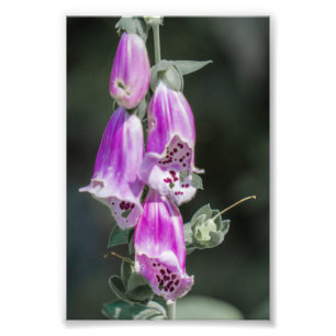 Foxglove's flowers photo print