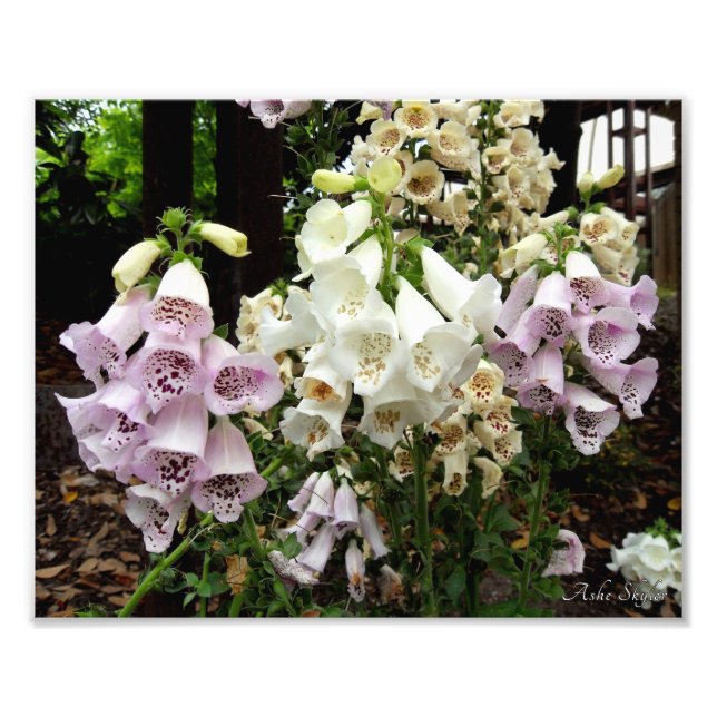 Foxgloves Photo Print (Front)