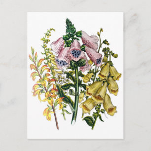 Foxgloves Postcard