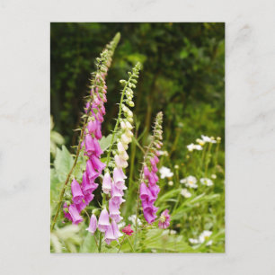 Foxgloves Postcard 