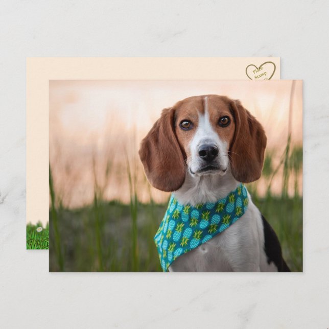 Foxhound Postcard (Front/Back)