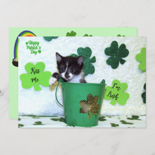 Foxi Moxi's Cat / Kitten St. Patrick's Day