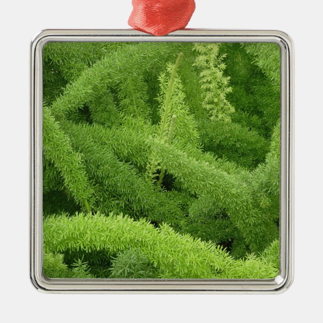Foxtail Fern, Asparagus densiflorus myers Metal Ornament (Front)