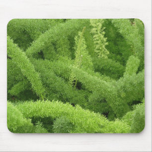 Foxtail Fern, Asparagus densiflorus myers Mouse Pad
