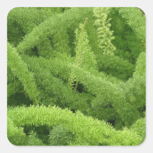 Foxtail Fern, Asparagus densiflorus myers Square Sticker