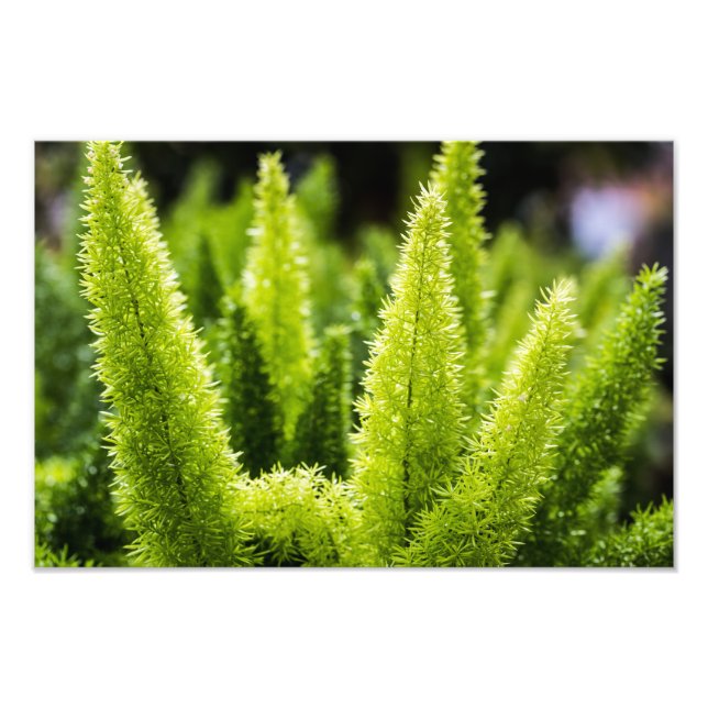 Foxtail Fern Photo Print (Front)