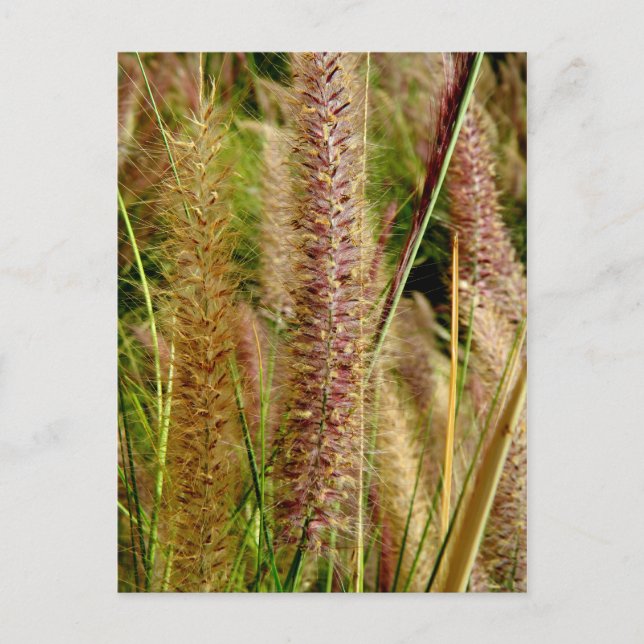 Foxtail grass macro photography picture postcard (Front)