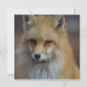 Foxy Fox