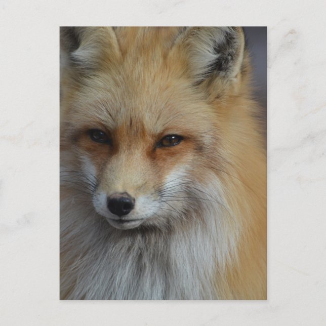 Foxy Fox Postcard (Front)