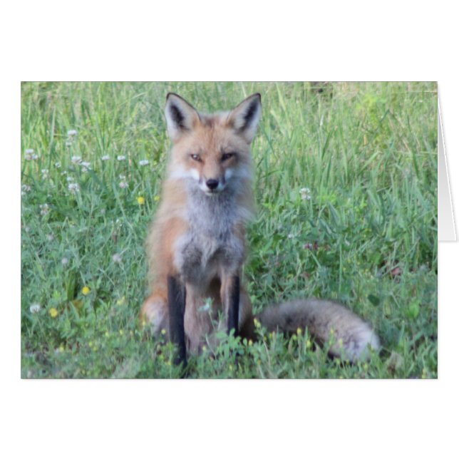 Foxy Lady (Front Horizontal)