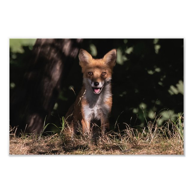 Foxy Smile From The Shadows Photo Print (Front)