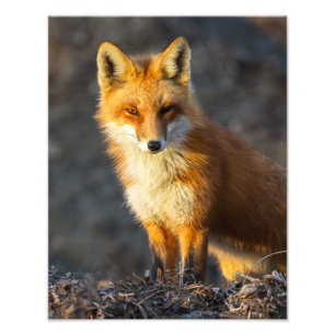 Foxy Stare Photo Print
