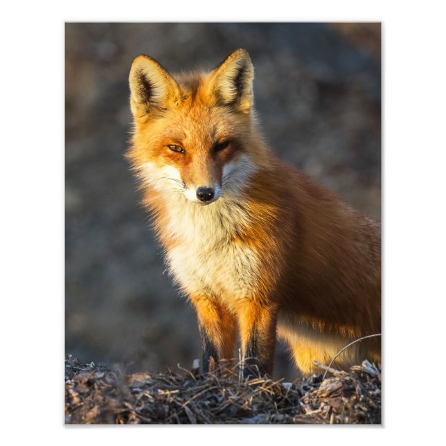 Foxy Stare Photo Print (Front)