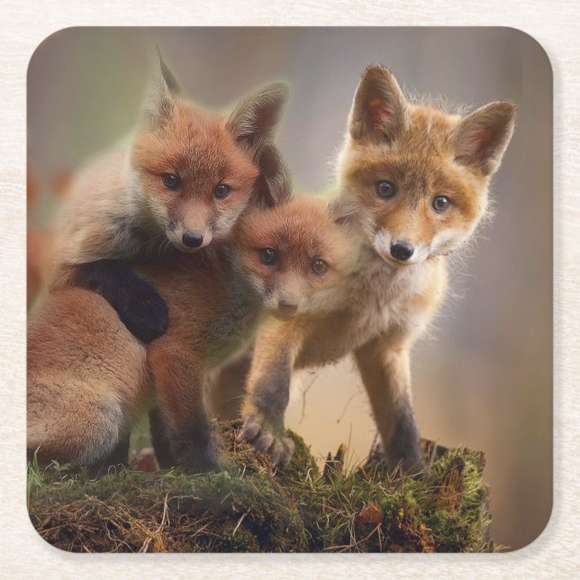 Foxy Triplets Square Paper Coaster (Front)