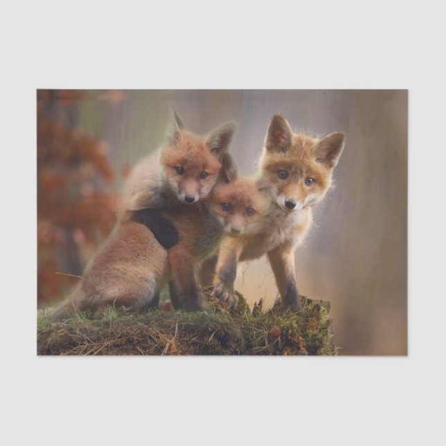 Foxy Triplets Tissue Paper (Front)