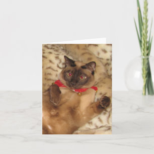 FPG Xmas Tonkinese 2 - Holiday Card
