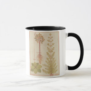 Fr 12322 f.180v Plantain, marjoram and mandrake, f Mug