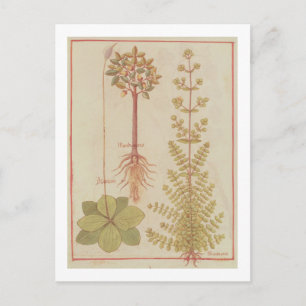 Fr 12322 f.180v Plantain, marjoram and mandrake, f Postcard