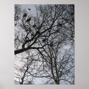Fractages dans la nature : Corbeaux Photo Poster A