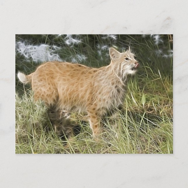 Fractalius Bobcat Postcard (Front)