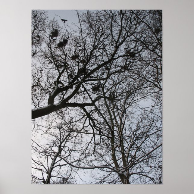 Fractals in Nature: Crows Photo Poster Art (Front)