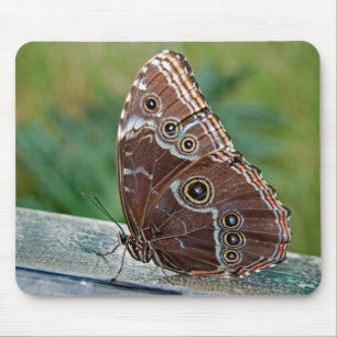 Fragile Beauty Mouse Pad