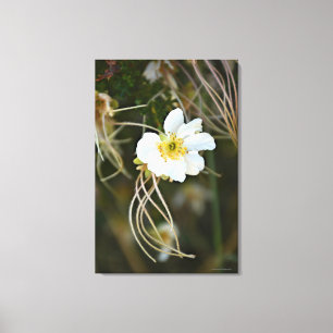 Fragile Desert Bloom Canvas Print