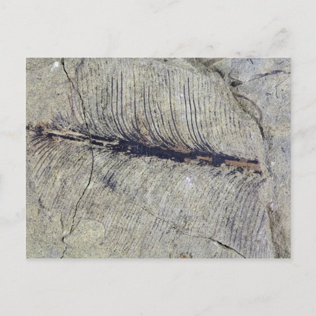 Fragile Fossil Plant Leaf Postcard (Front)