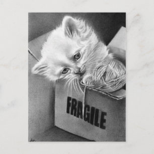 Fragile Kitty box Postcard